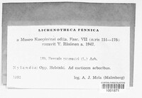 Evernia prunastri image